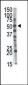 GCNT1 Antibody (Center)